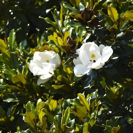 Magnolia - Rebomaholidays *